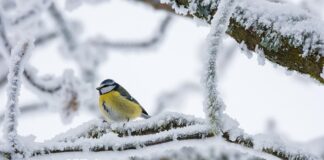 Зимата 2025/2026 ќе биде малку потопла од просекот, со просечни врнежи и изразени месечни осцилации, соопшти УХМР