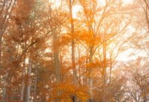 Златна есен на Александар Костадинов – ФОТОГРАФИЈА НА НЕДЕЛАТА