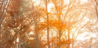 Златна есен на Александар Костадинов – ФОТОГРАФИЈА НА НЕДЕЛАТА