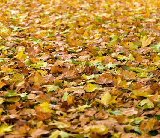 Од паднати лисја одлично ѓубриво