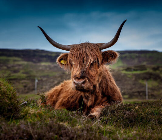 Кравите што произведуваат помалку метан се дел од борбата против климатските промени