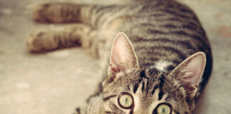 Њујорчаните се луди по бодега-мачките