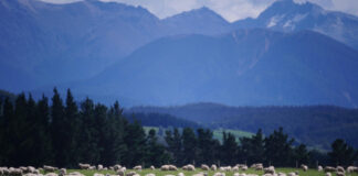 Новозеландските фармери до 2050 година мора да ги намалат емисиите на метан