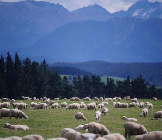 Новозеландските фармери до 2050 година мора да ги намалат емисиите на метан