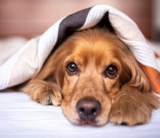 Дали кучињата се способни да чувствуваат љубомора?