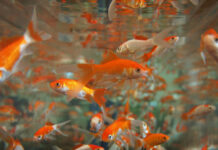 Време е за аквариум