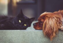 Како да се препознае дијабетес кај домашните миленици