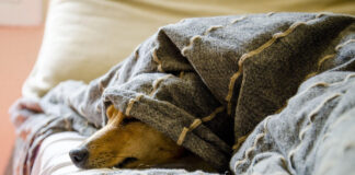 Милениците често страдаат поради развод на сопствениците