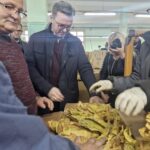 Во Прилеп откупени 1,7 милиони килограми тутун