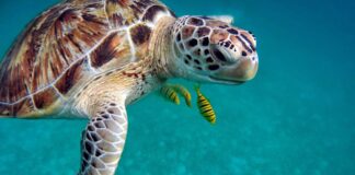 Загрозената морска желка сега има статус „најмалку загрижувачка“
