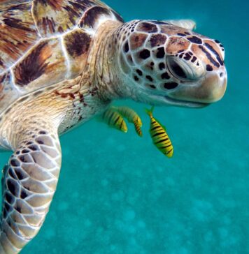 Загрозената морска желка сега има статус „најмалку загрижувачка“