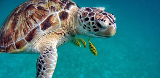 Загрозената морска желка сега има статус „најмалку загрижувачка“