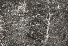 Изложба „На мајката Земја“ на Сашо Алушевски