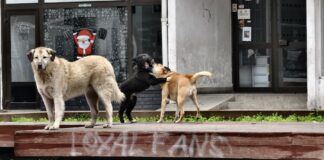 Во новата година почнуваме серијал за бездомните кучиња, милениците и за сите љубители на животните!