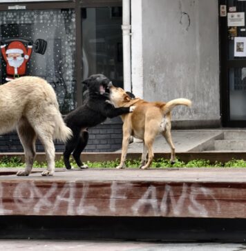 Во новата година почнуваме серијал за бездомните кучиња, милениците и за сите љубители на животните!