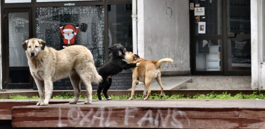 Во новата година почнуваме серијал за бездомните кучиња, милениците и за сите љубители на животните!