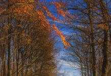 Касна есен низ шумата на Менка Трајкоска-Екхард – ФОТОГРАФИЈА НА НЕДЕЛАТА foto na nedelata
