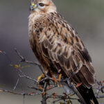 Лисест глувчар на Велиан Јагев – ФОТОГРАФИЈА НА НЕДЕЛАТА