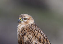 Лисест глувчар на Велиан Јагев – ФОТОГРАФИЈА НА НЕДЕЛАТА