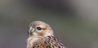 Лисест глувчар на Велиан Јагев – ФОТОГРАФИЈА НА НЕДЕЛАТА