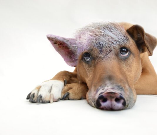 Препознајте дали вашето куче е дебело