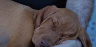 Зошто кучињата имаат навика да спијат покрај вас