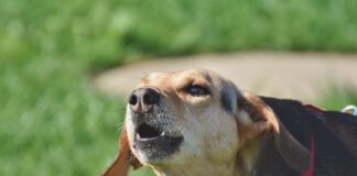 Зошто кучињата лаат кон некои луѓе, а други целосно ги игнорираат?