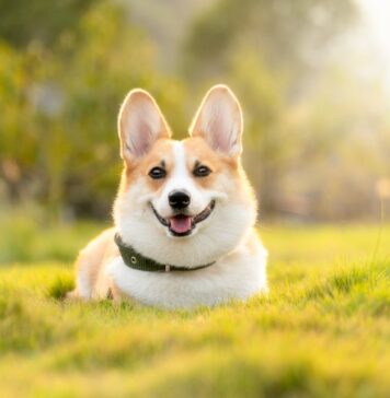 Листата на најнепослушни кучиња изненади многумина