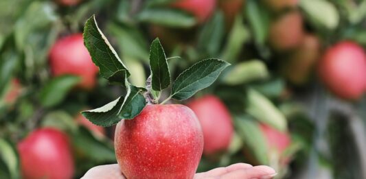 Овошје што го уништува црниот дроб