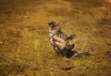 Во што се капат врапците