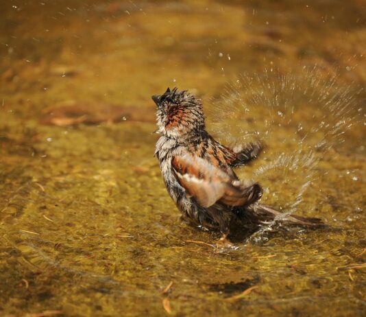 Во што се капат врапците