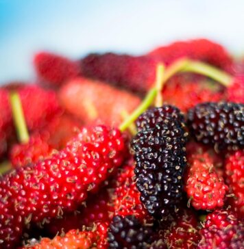 Лековитата моќ на дудинката