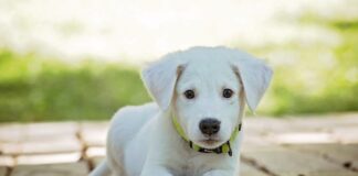 Вашето куче знае коj е лош човек – не занемаруваjте ги знаците