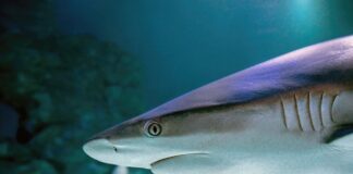 Истражувањата од социјалните мрежи даваат лажна слика за загрозените ајкули