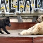 Каде се уличните кучиња на Запад?