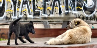 Каде се уличните кучиња на Запад?