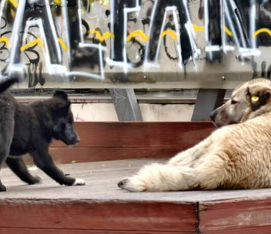 Каде се уличните кучиња на Запад?