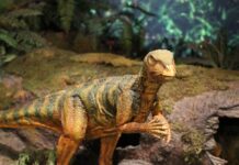 Новите сознанија за диносаурусите ја оспоруваат популарната теорија меѓу палеонтолозите