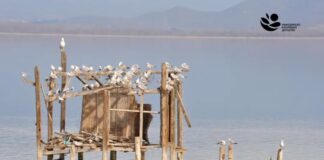 Попишани над 35.300 единки од 44 различни видови водни птици на трите природни езера во Македонија