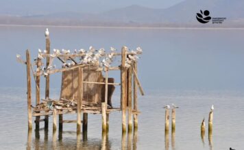 Попишани над 35.300 единки од 44 различни видови водни птици на трите природни езера во Македонија