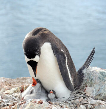 Пингвините почнуваат да се размножуваат порано