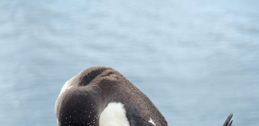 Пингвините почнуваат да се размножуваат порано