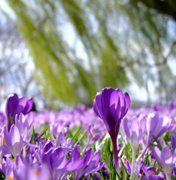 Алармантни податоци: Наместо десетина, во јануари регистрирани дури 310 растителни вида во цут