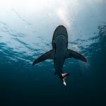 Големите бели ајкули на раб на исчезнување во Медитеранот