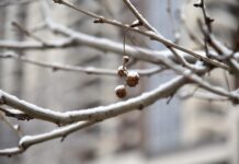 Највисока снежна покривка наврна на Попова Шапка, најстудено во Берово