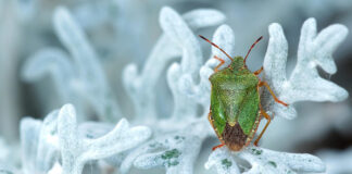 Додека се фокусираме на сушите и поплавите, штетниците ги уништуваат посевите
