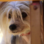 Стравот кај милениците од петарди може да прерасне во психички проблем