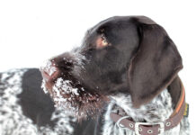 Зимските денови jа зголемуваат болката во зглобовите