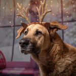 Кучињата имаат способност да ги препознаваат човечките емоции