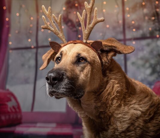 Кучињата имаат способност да ги препознаваат човечките емоции